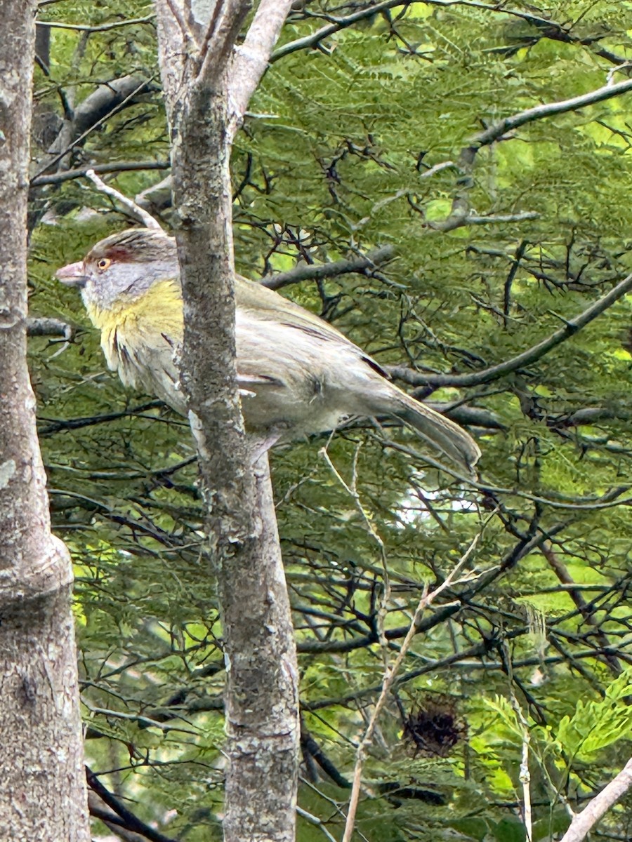 Rufous-browed Peppershrike - ML625794362