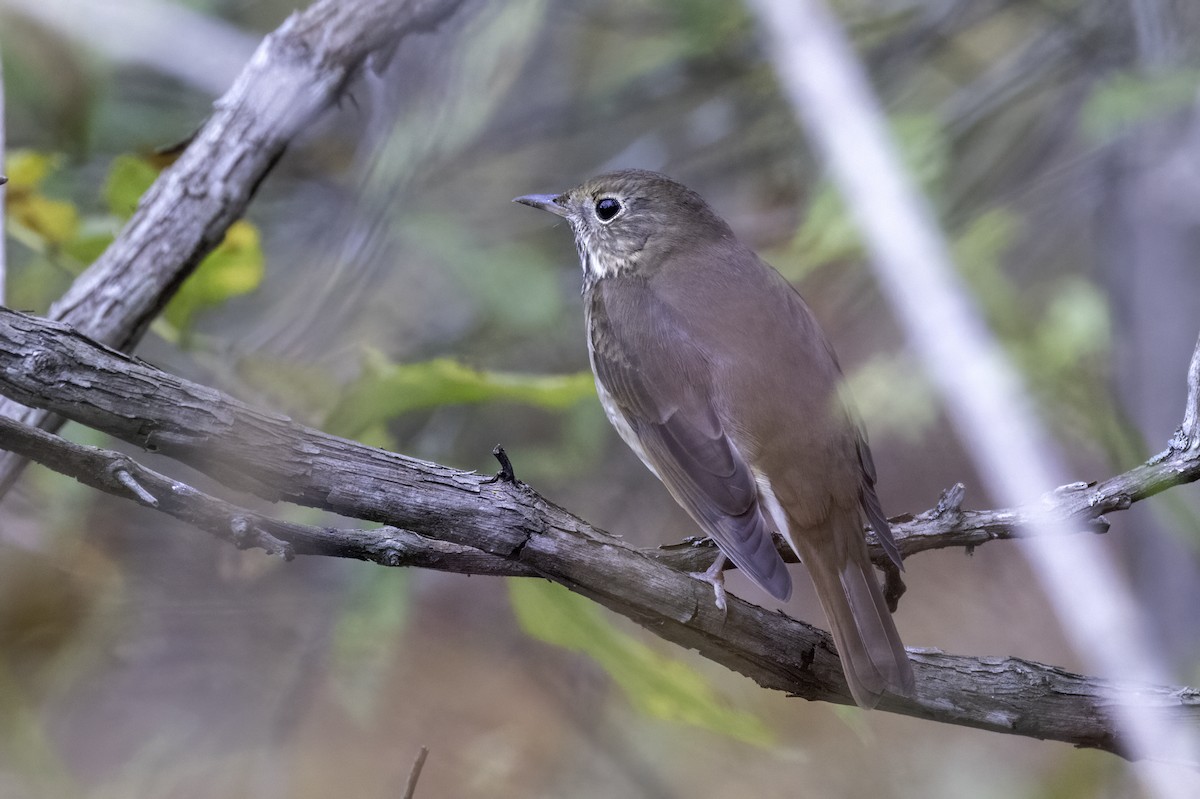 Hermit Thrush - ML625794387