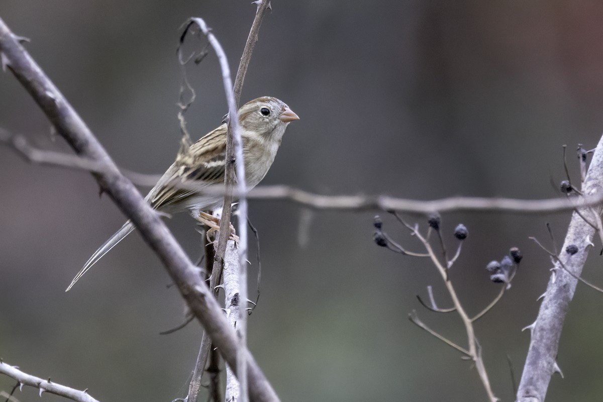 Field Sparrow - ML625794410