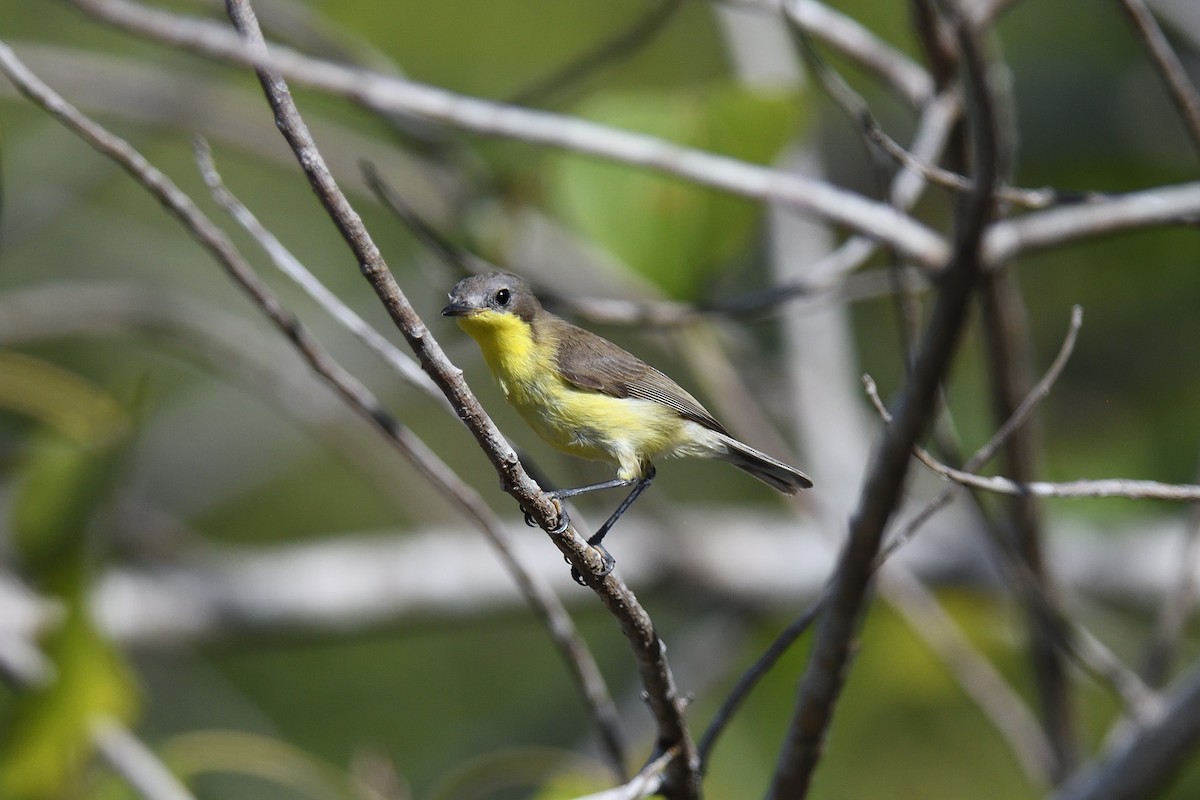 Golden-bellied Gerygone - ML625794423