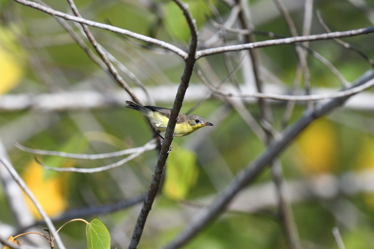 Golden-bellied Gerygone - ML625794424