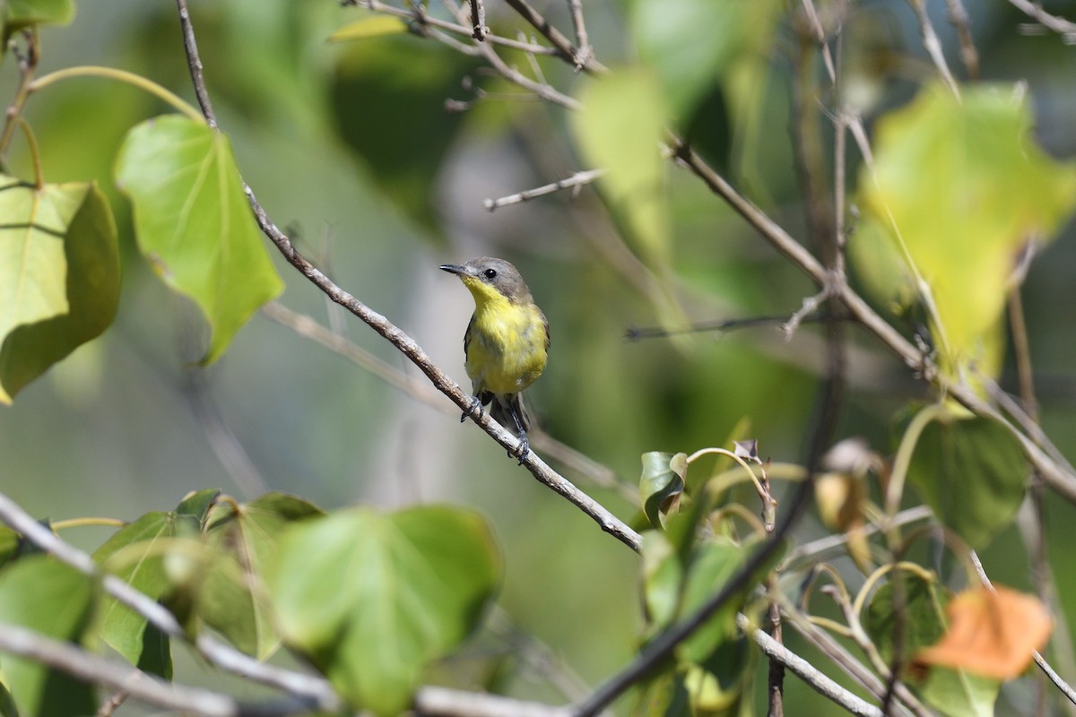 Golden-bellied Gerygone - ML625794425