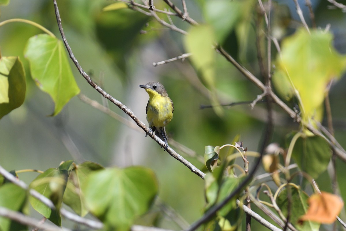 Golden-bellied Gerygone - ML625794426