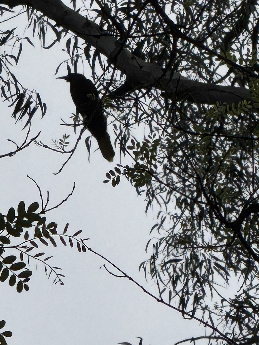 Crested Oropendola - ML625794434