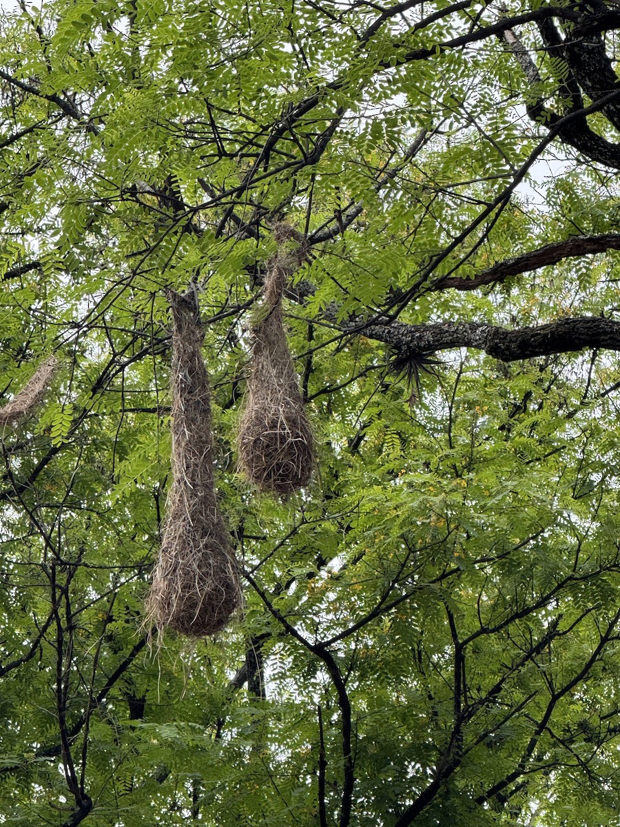 Crested Oropendola - ML625794436