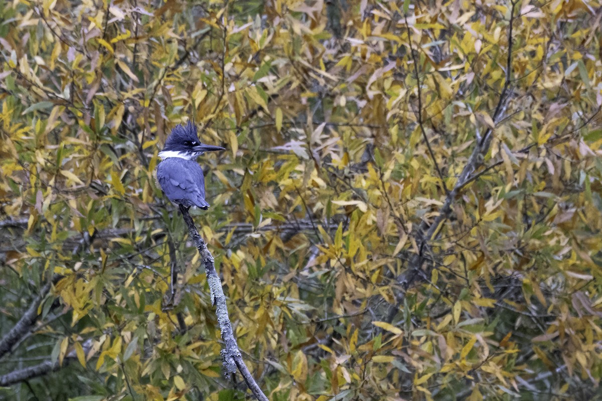 Belted Kingfisher - ML625794453