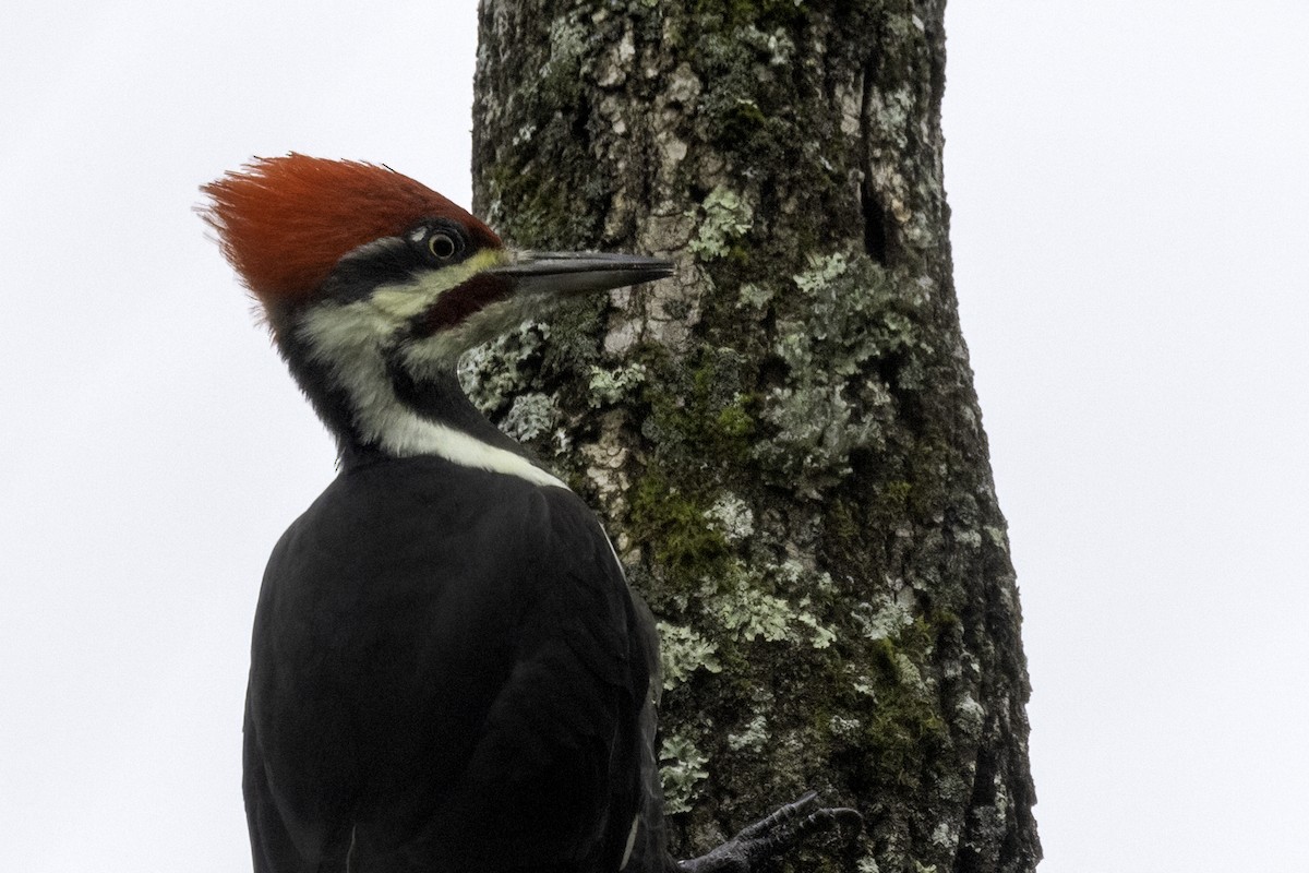 Pileated Woodpecker - ML625794472