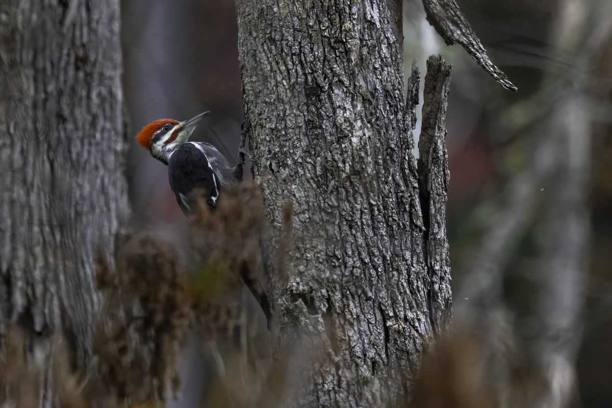 Pileated Woodpecker - ML625794473