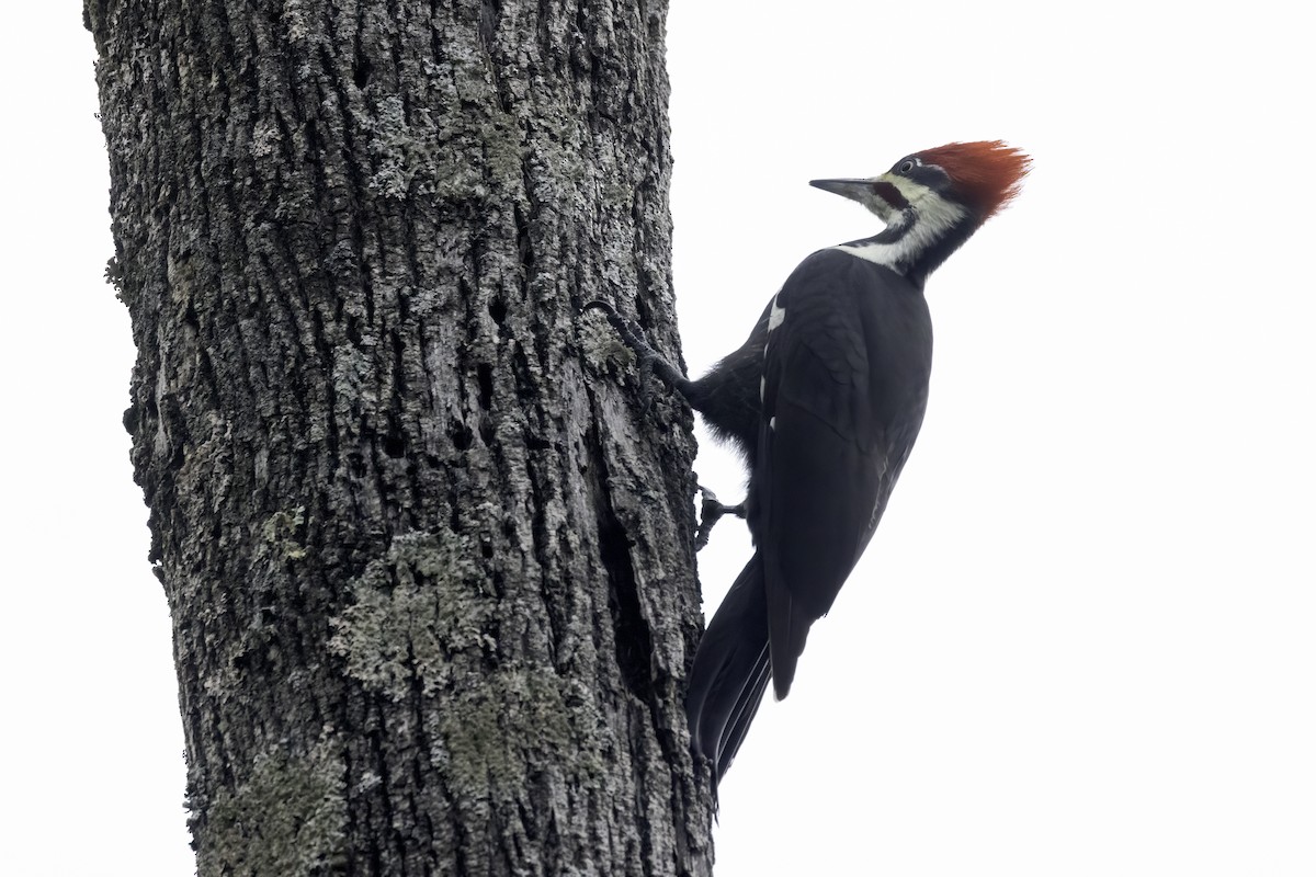 Pileated Woodpecker - ML625794474