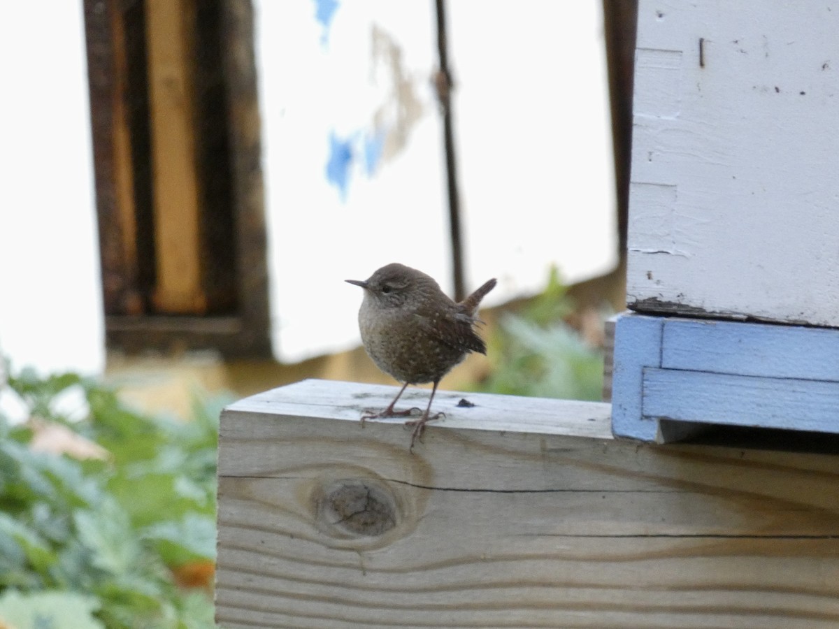 Winter Wren - ML625794499