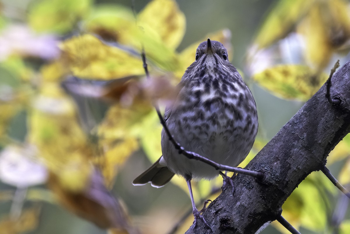 Hermit Thrush - ML625794502