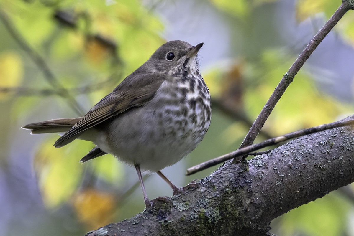 Hermit Thrush - ML625794503