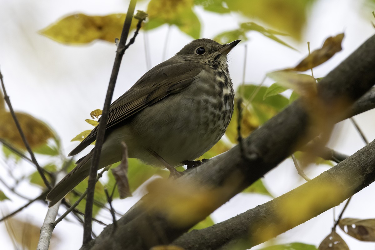 Hermit Thrush - ML625794504