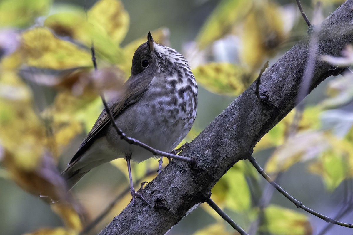 Hermit Thrush - ML625794505