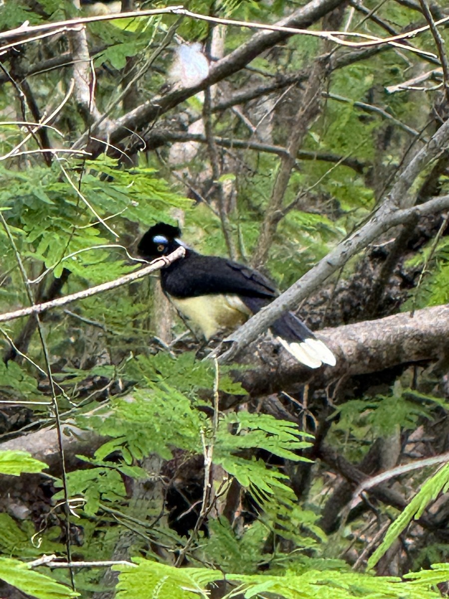 Plush-crested Jay - ML625794525