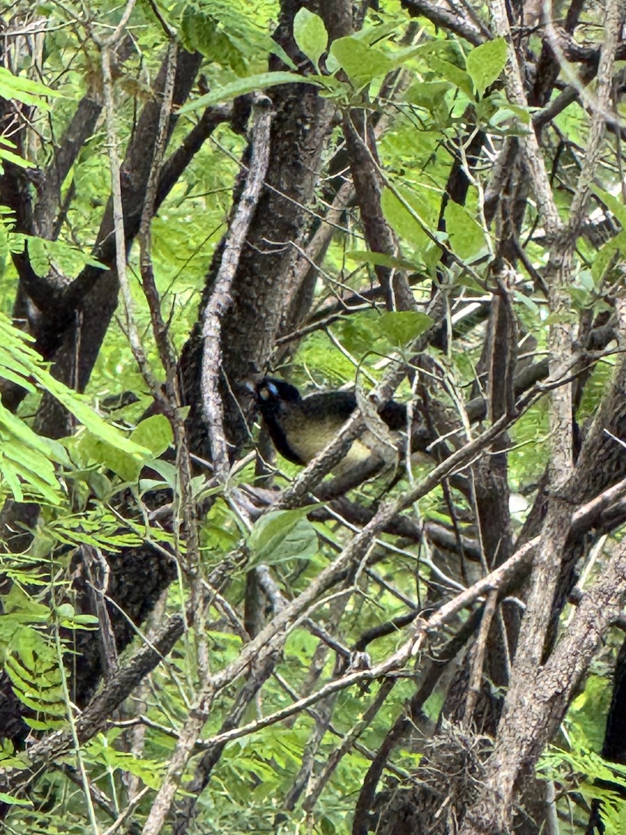 Plush-crested Jay - ML625794526