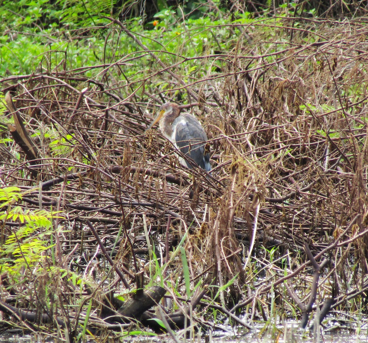 Tricolored Heron - ML625794605