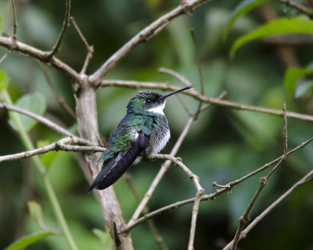 White-throated Hummingbird - ML625794867