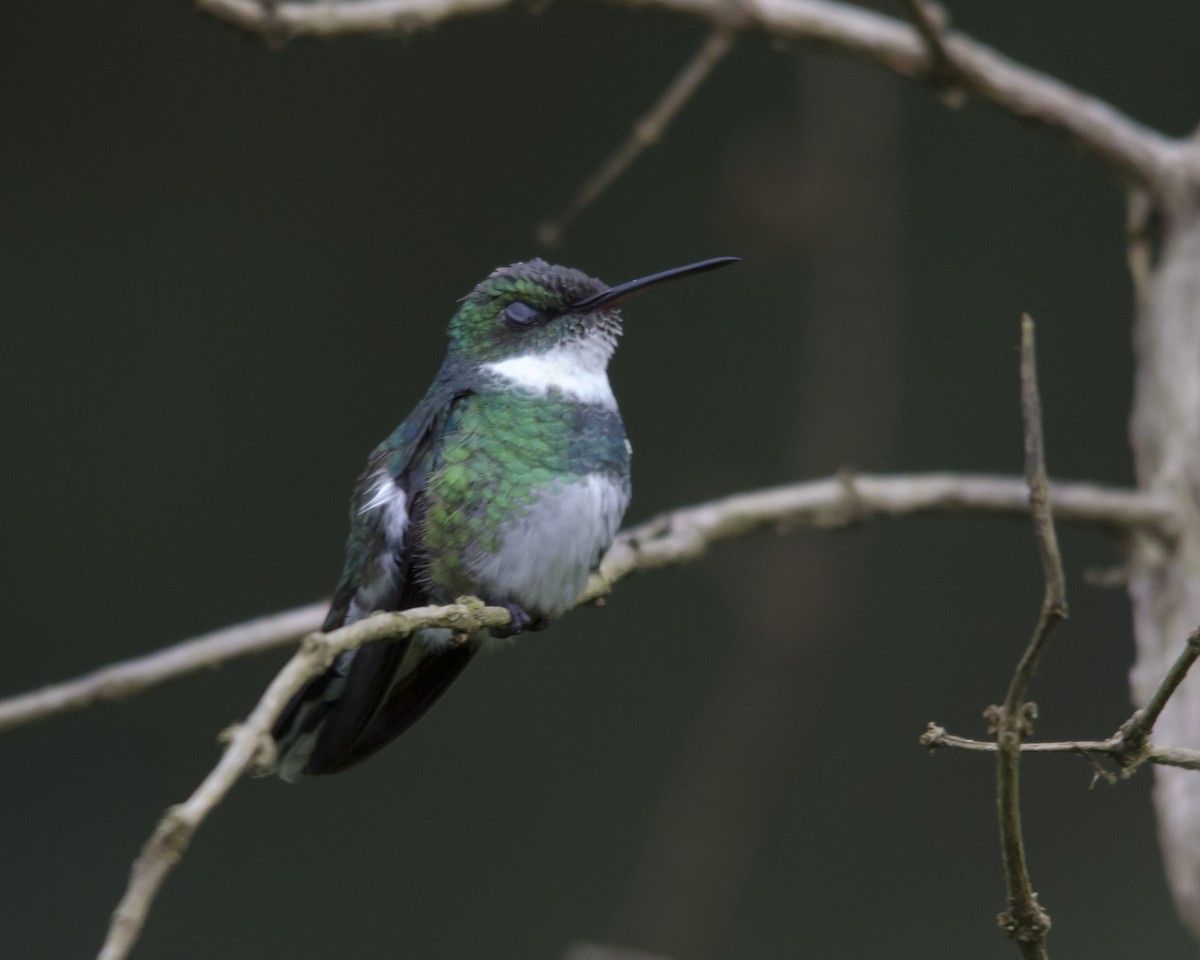 White-throated Hummingbird - ML625794868