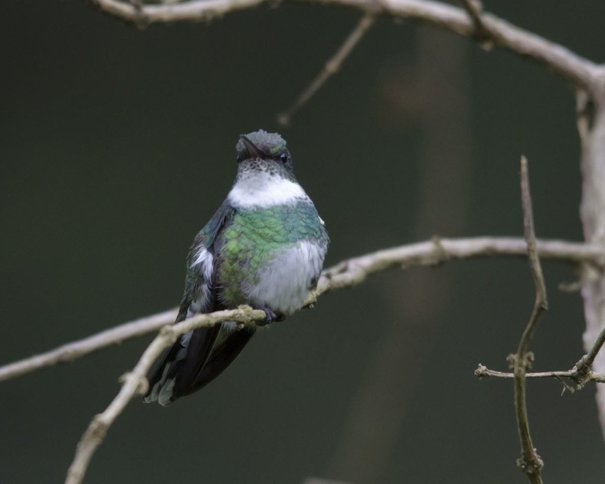 White-throated Hummingbird - ML625794869