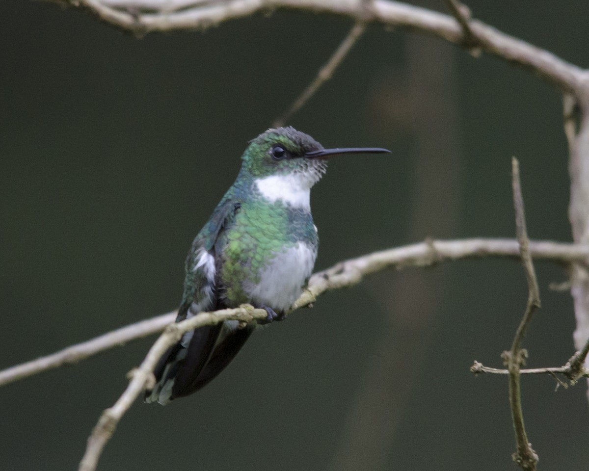 White-throated Hummingbird - ML625794870