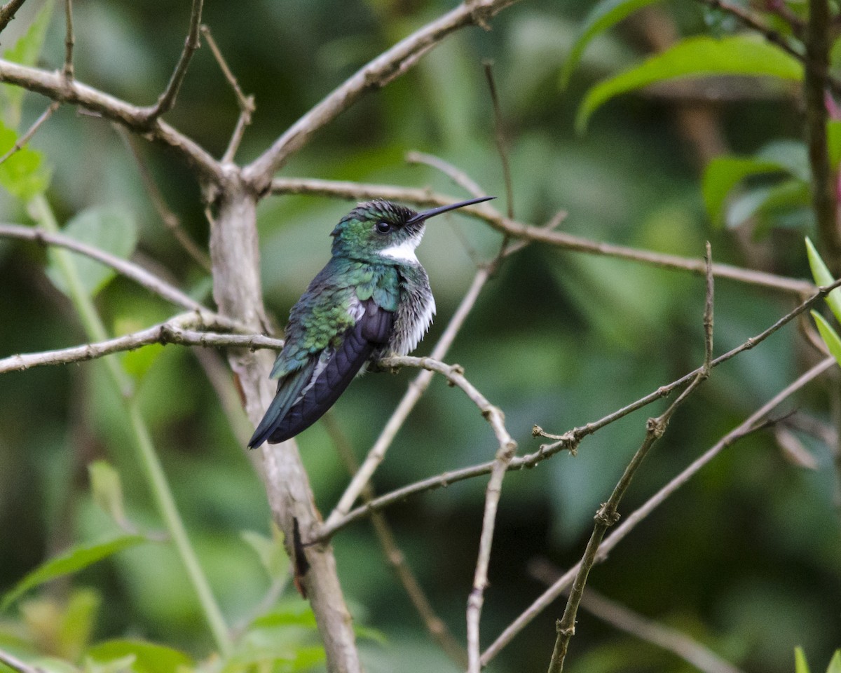 White-throated Hummingbird - ML625794871