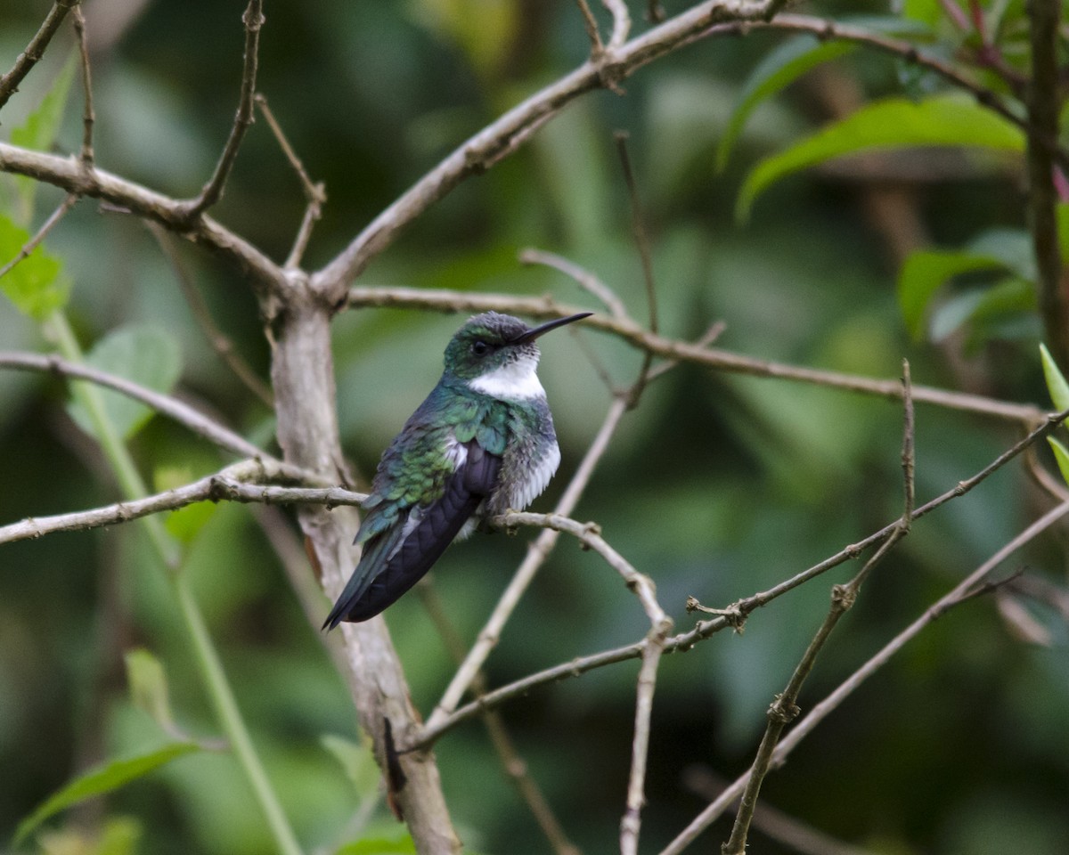 White-throated Hummingbird - ML625794872