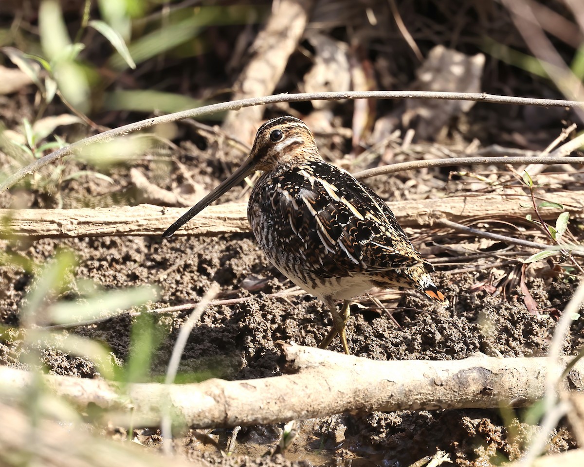 Wilson's Snipe - ML625794893
