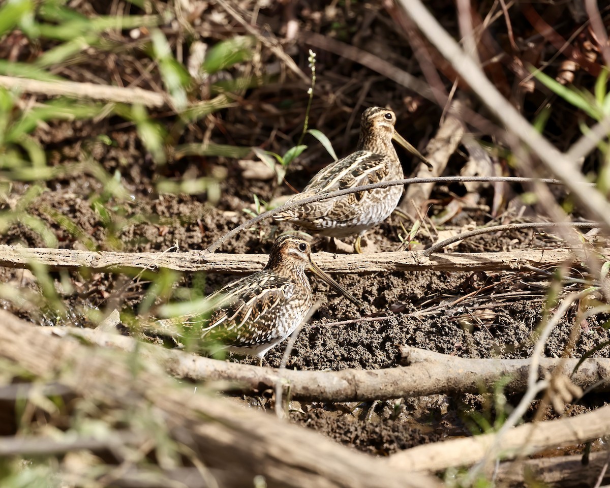Wilson's Snipe - ML625794894