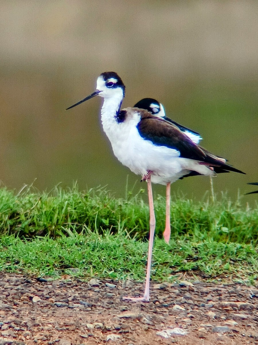 Black-necked Stilt - ML625794926