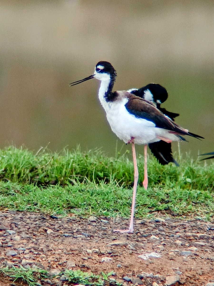 Black-necked Stilt - ML625794928