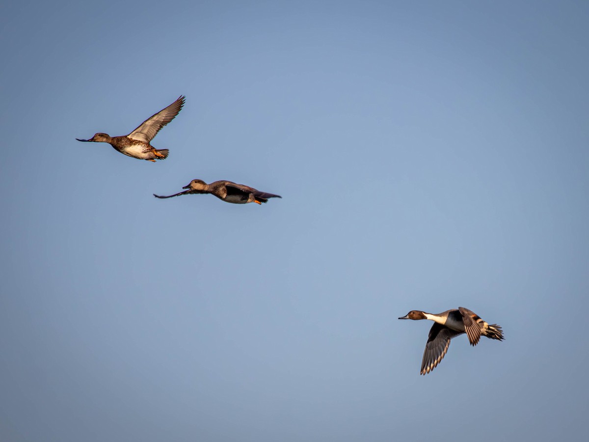 Northern Pintail - ML625794975