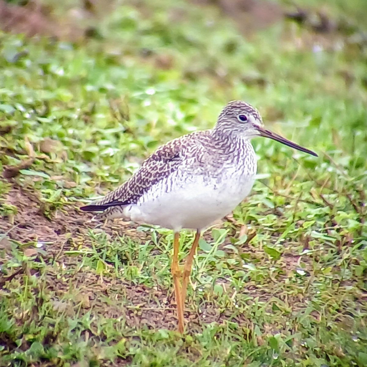 Greater Yellowlegs - ML625794979