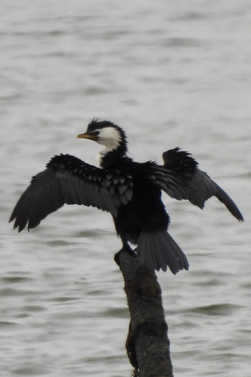 Little Pied Cormorant - ML625794996