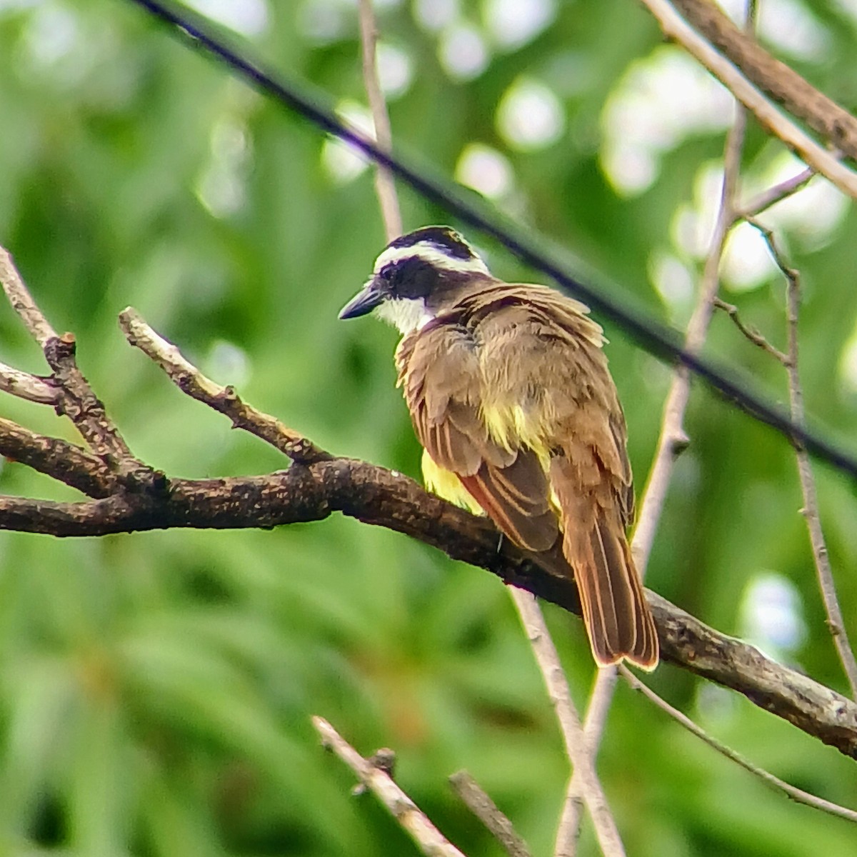 Great Kiskadee - ML625795075