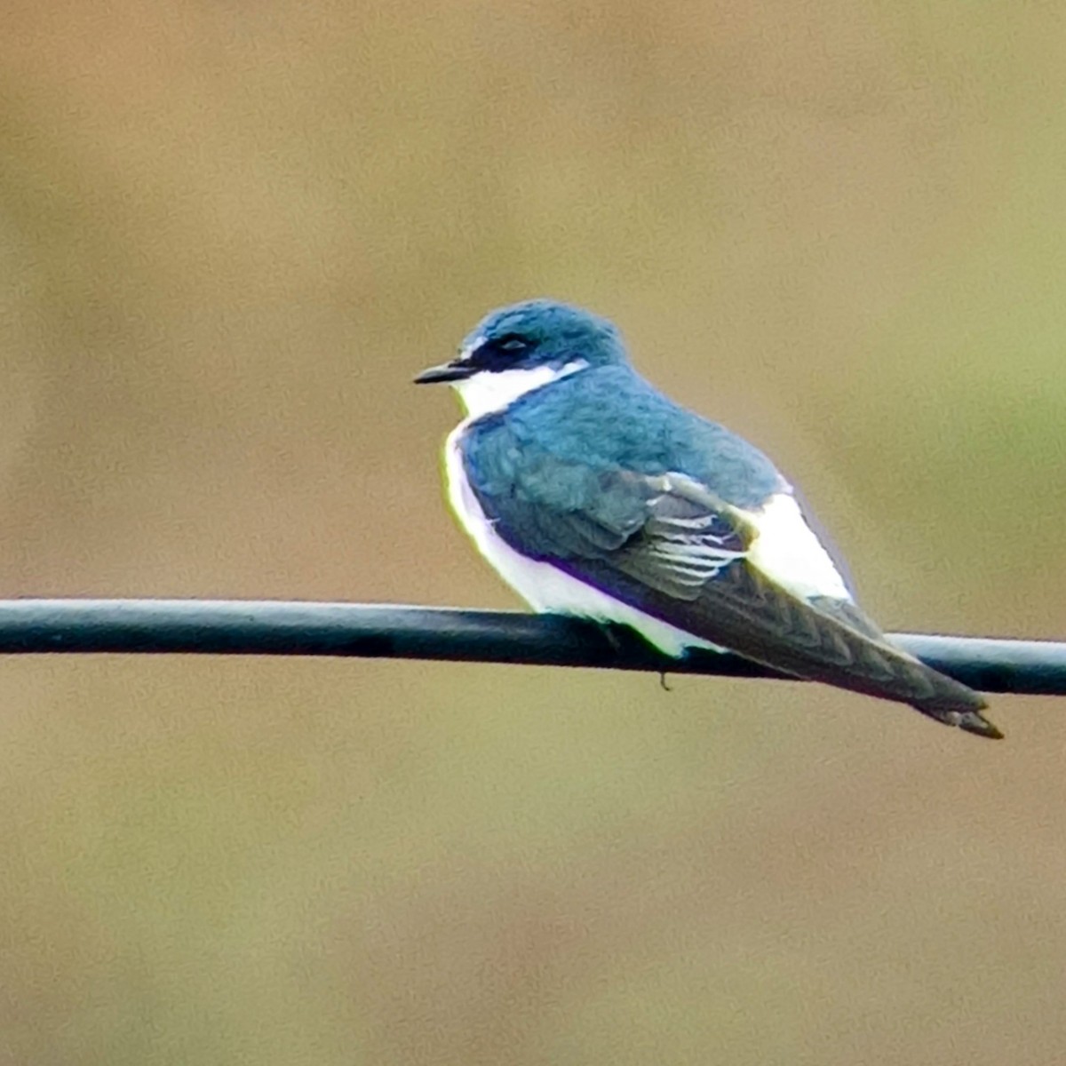 Mangrove Swallow - ML625795090