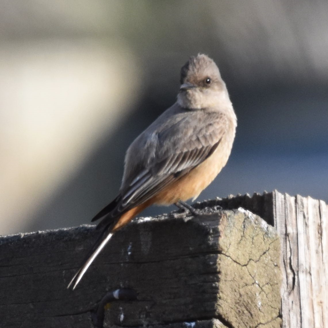 Say's Phoebe - ML625795095