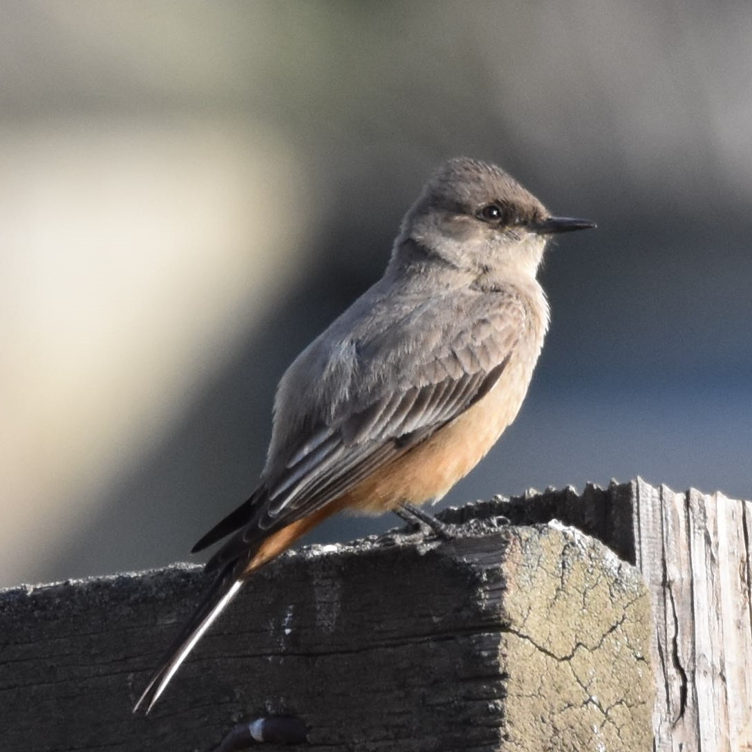 Say's Phoebe - ML625795096