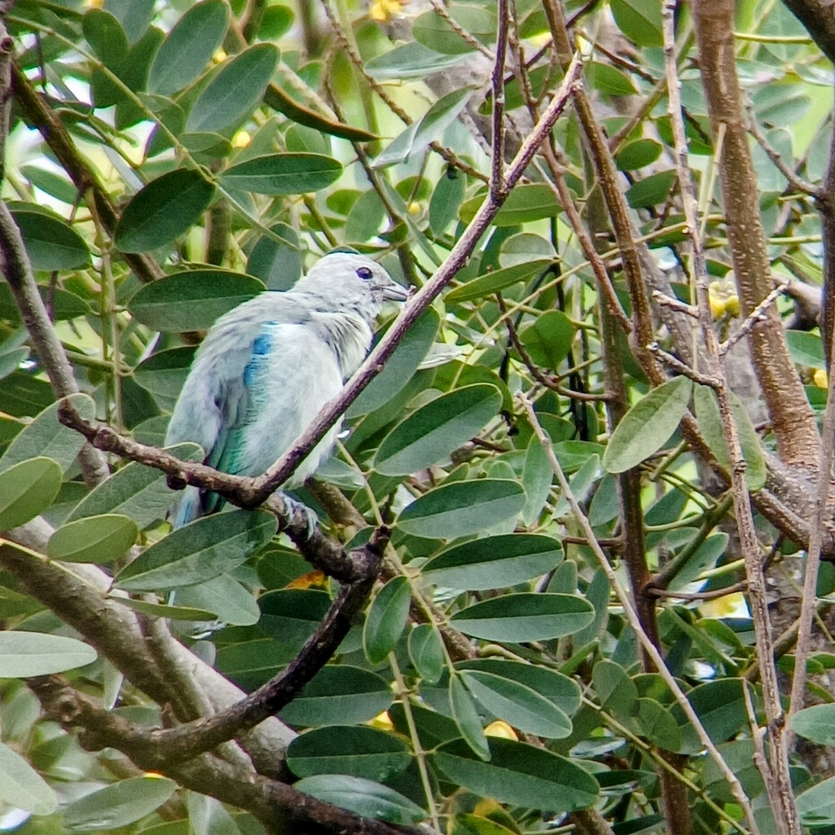 Blue-gray Tanager - ML625795122