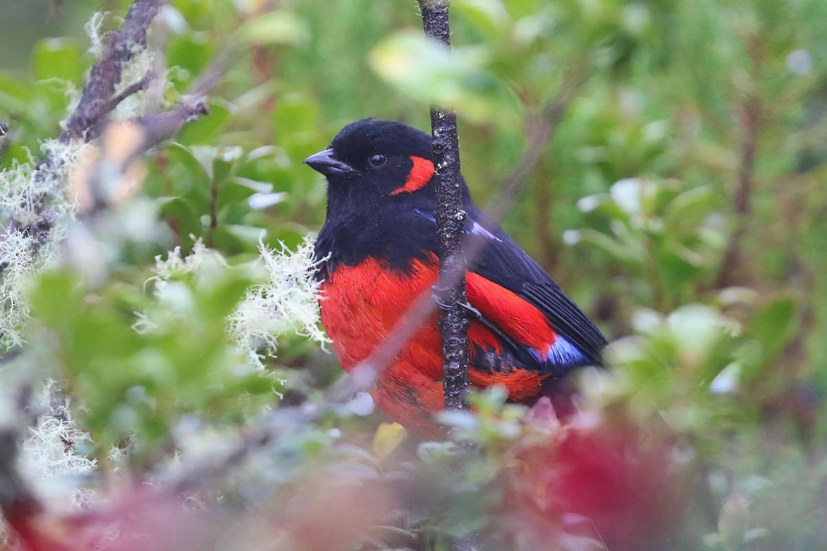 Scarlet-bellied Mountain Tanager - ML625795180