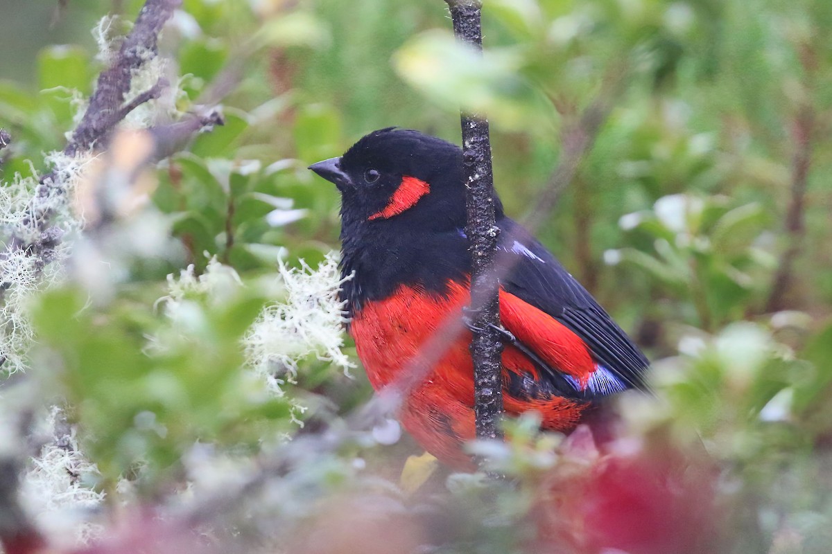 Scarlet-bellied Mountain Tanager - ML625795181