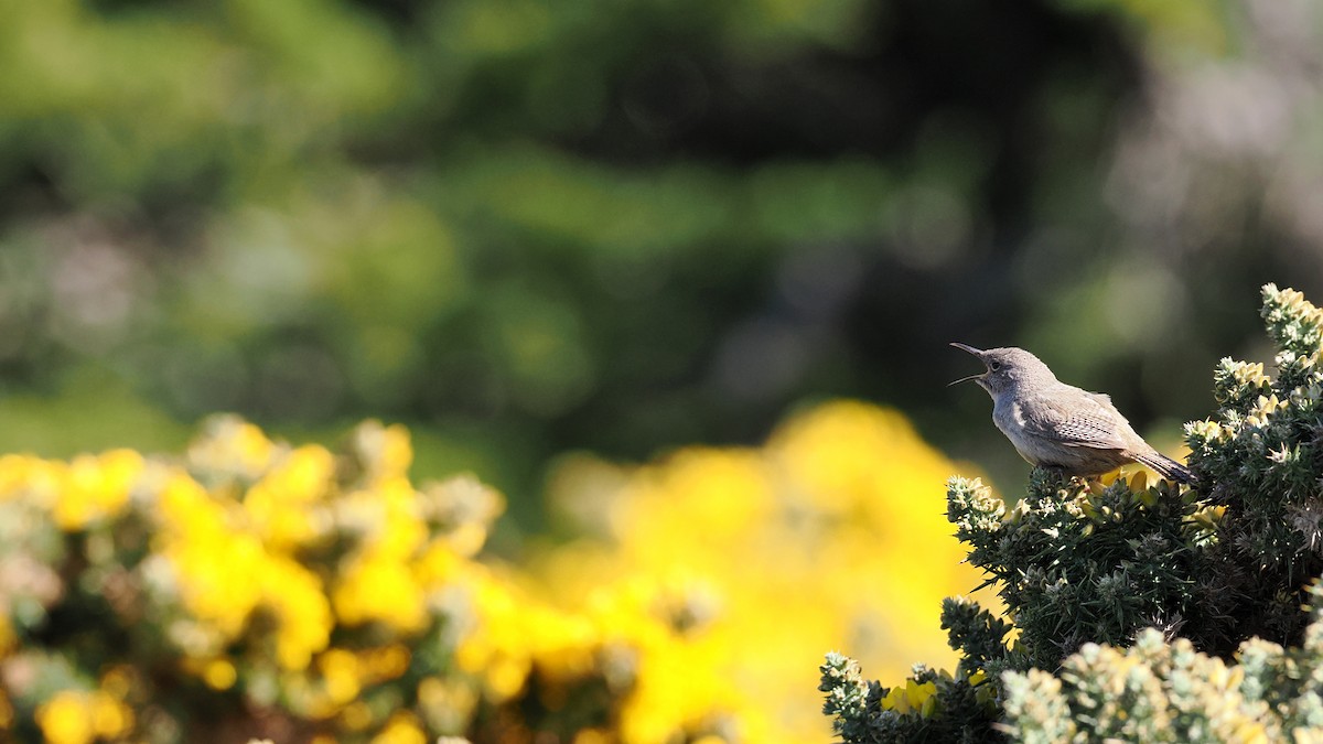 Cobb's Wren - ML625795372