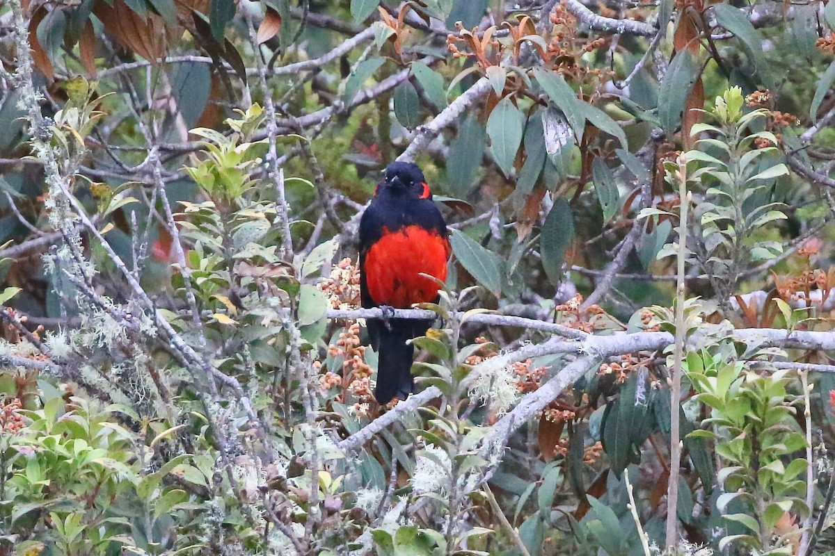 Scarlet-bellied Mountain Tanager - ML625795480