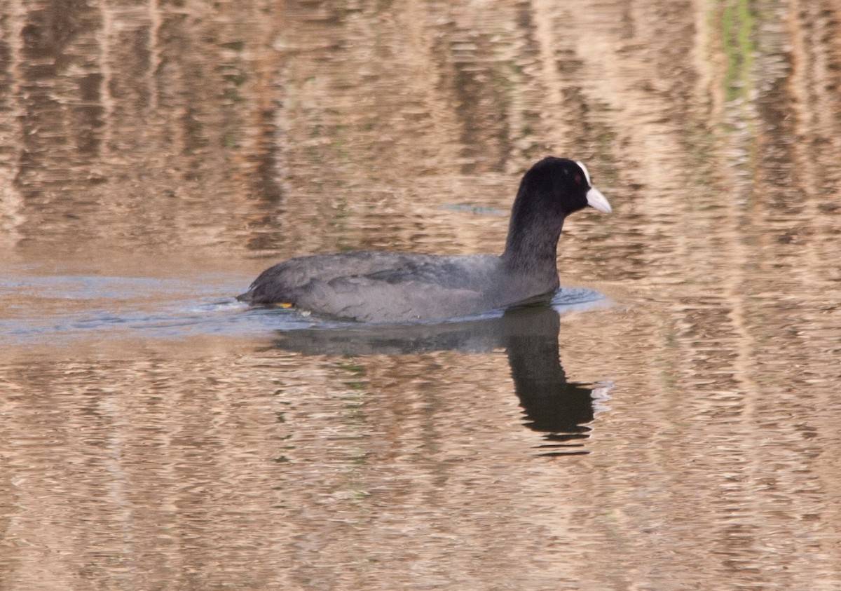 Eurasian Coot - ML62579561