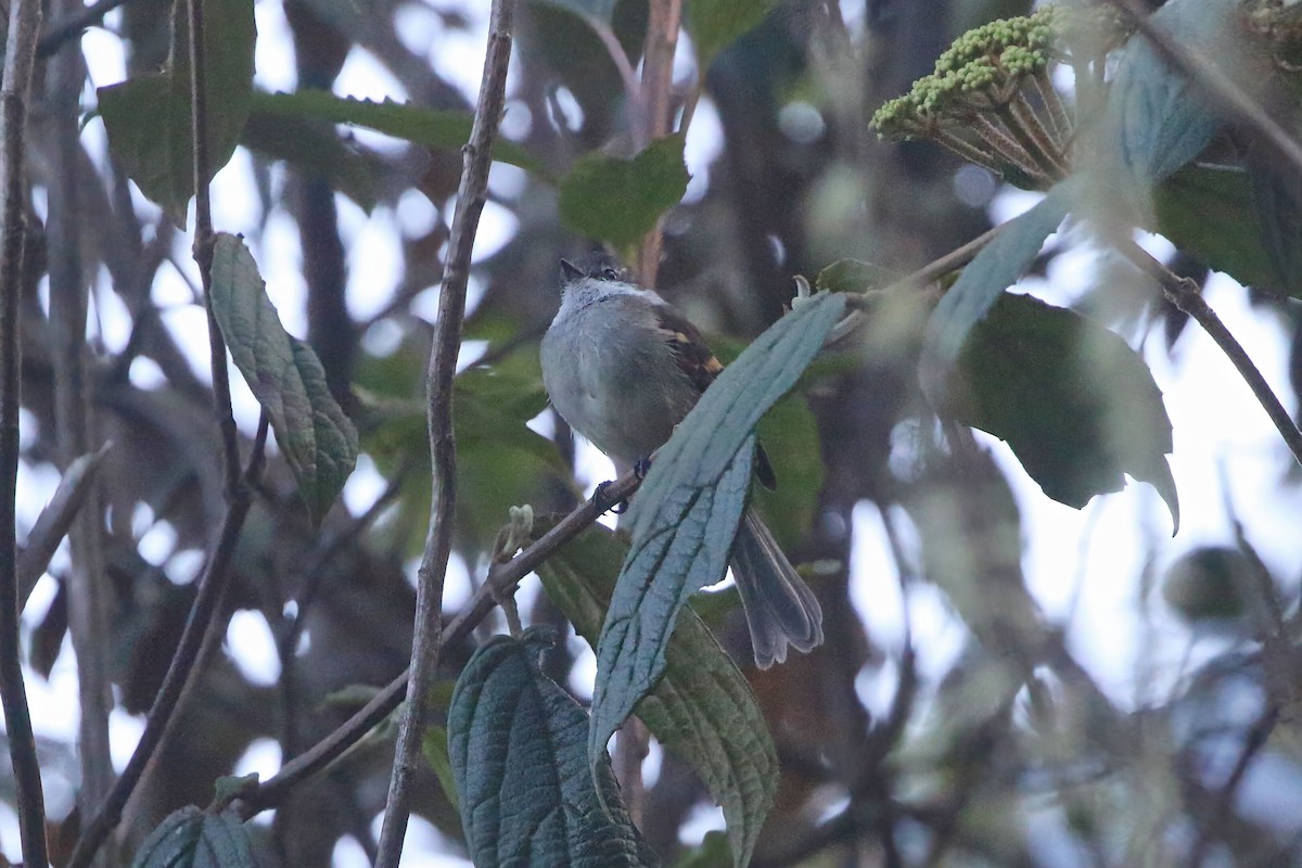 White-throated Tyrannulet - ML625795621