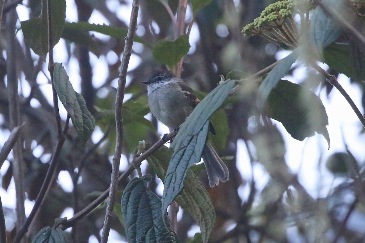 White-throated Tyrannulet - ML625795622