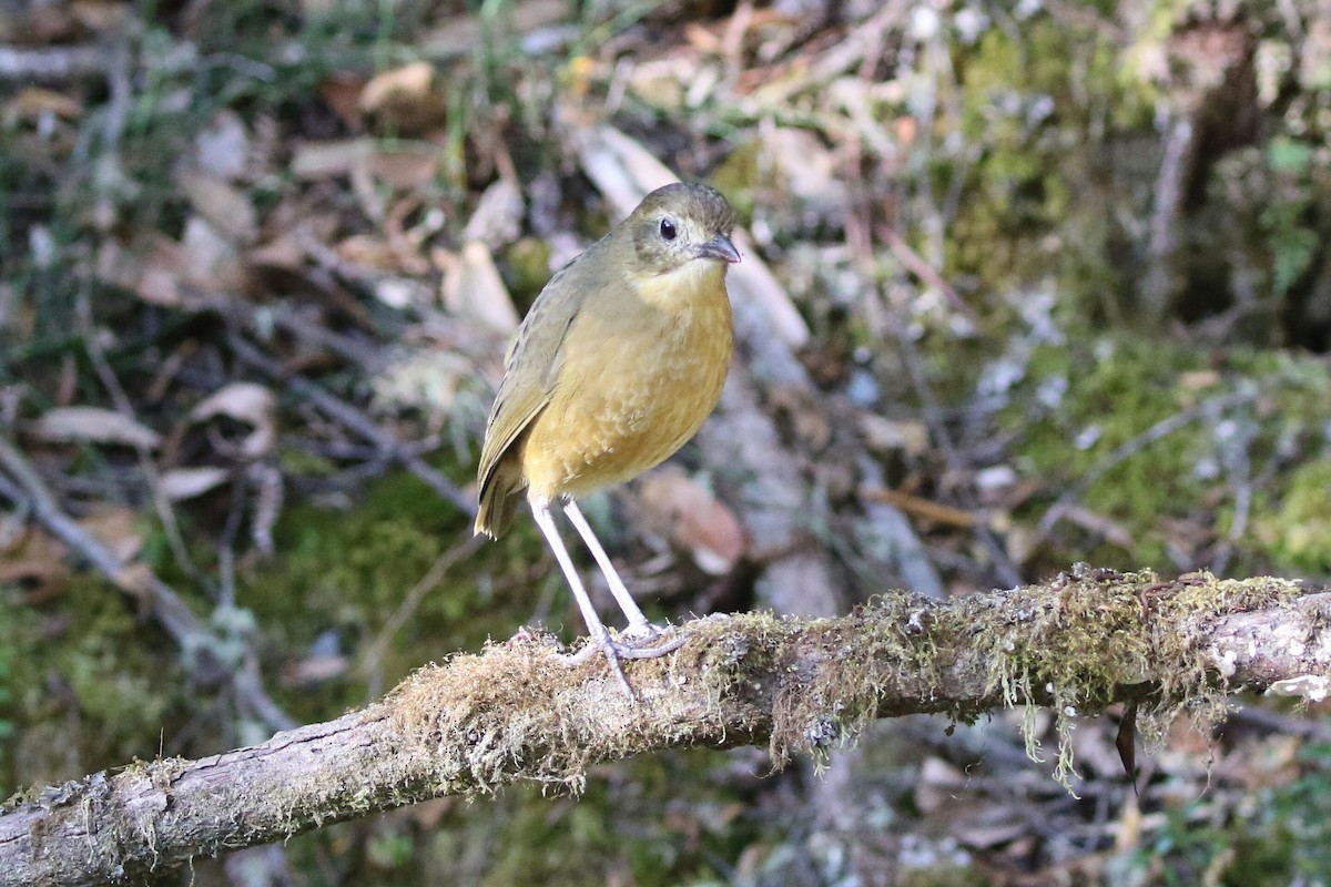 Tawny Antpitta - ML625795636