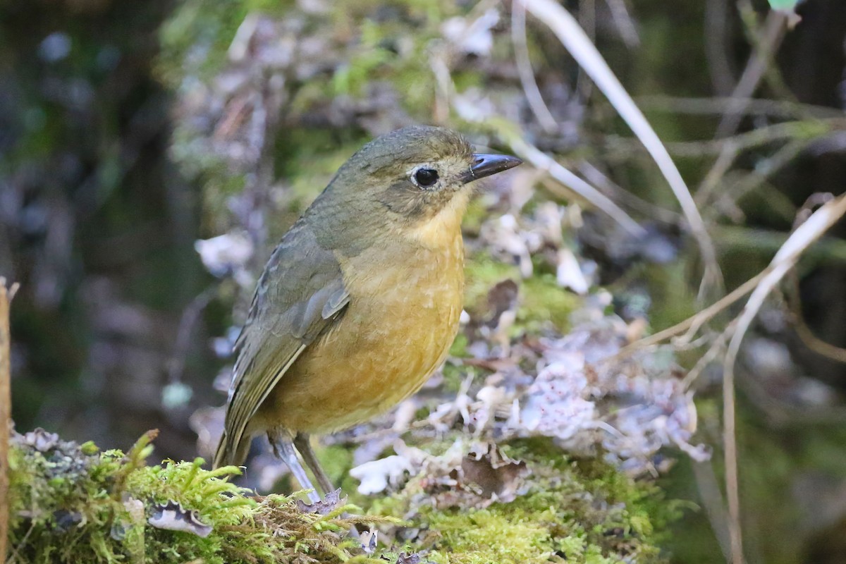 Tawny Antpitta - ML625795637