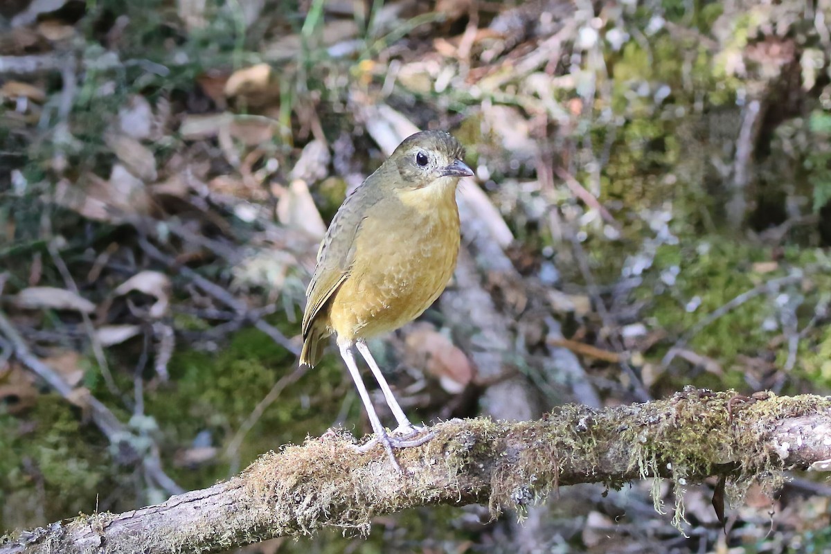 Tawny Antpitta - ML625795638