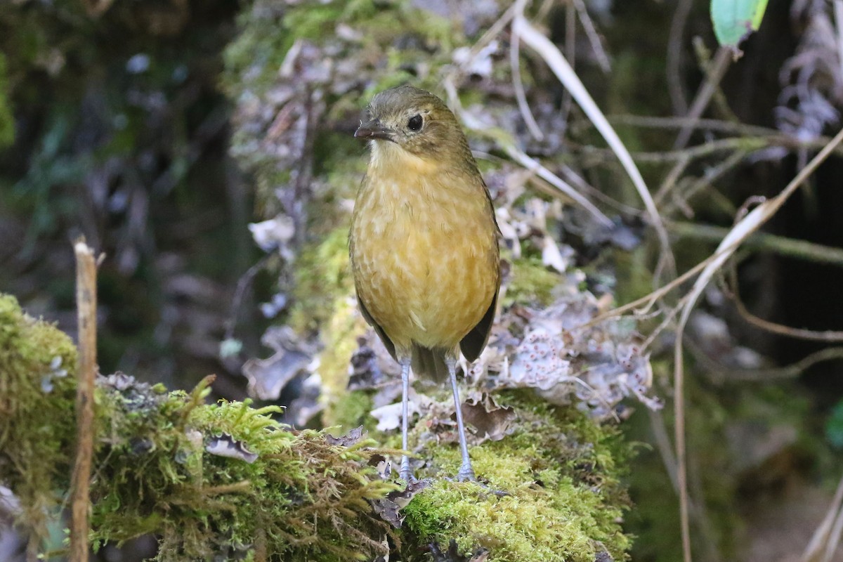 Tawny Antpitta - ML625795639